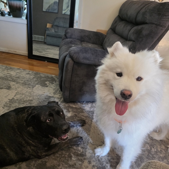 LIVE SHARE SHOW FLYER - Picture 10 of 16